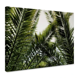 Leinwandbild Dattelpalme 