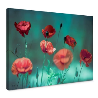 Leinwandbild Delgado - Mohn Aquamarin 