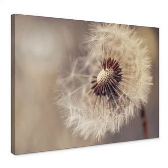 Canvastavla Delgado - Maskros  