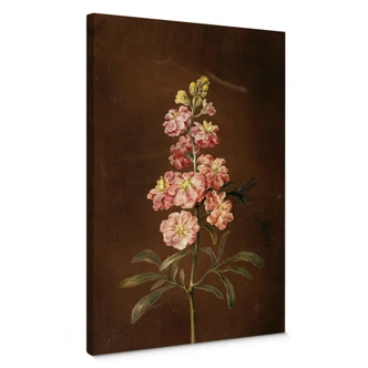 Leinwandbild Dietzsch -  Eine rosa Garten Levkkoje 