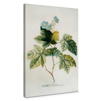 Leinwandbild Ehret - Rubus 