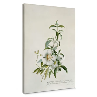 Ehret - Rockrose - Lærredsprint 