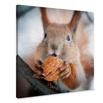 Canvas Eekhoorn met Nootje (Vierkant) 