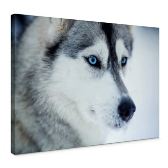Canvas IJsblauwe Ogen 