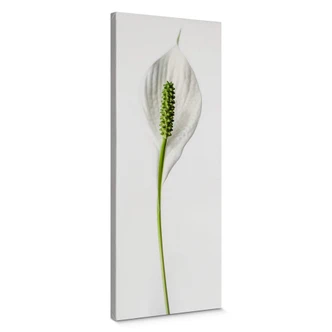 Canvas Peace Lily 