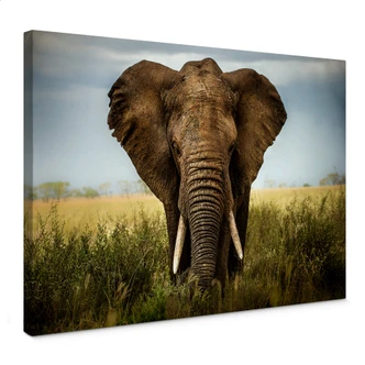 Canvasbillede - Ghizzi-Panizza - Encounter in Africa 