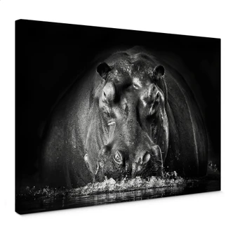 Canvasbillede - Golob - Scudging Hippo 