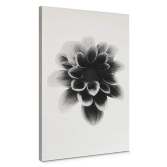 Leinwandbild Grønkjær - Dahlia Leinwandbild Grønkjær - Dahlia