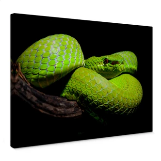 Leinwandbild Hakonsen - Die grüne Pit-Viper 