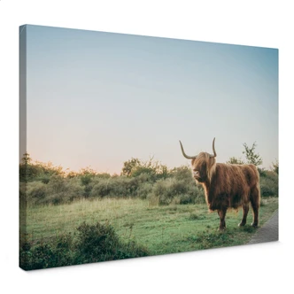 Canvas Print Highland Cow 01 