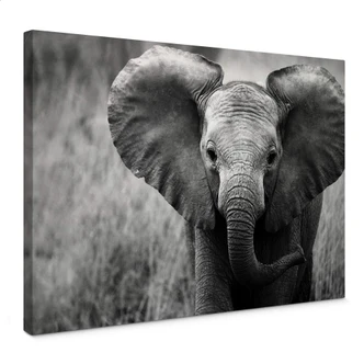 Jumbo, the Little Elephant Canvas print Jumbo, the Little Elephant Canvas print