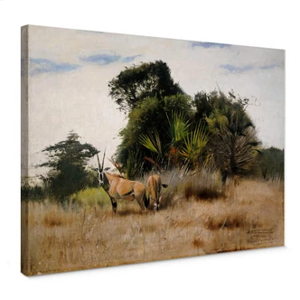 Leinwandbild Kuhnert - Antilopen 