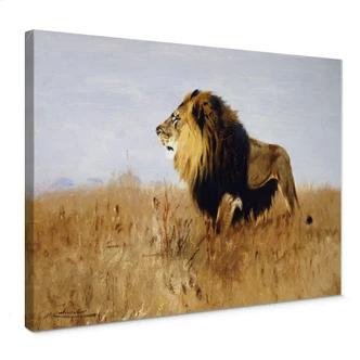 Leinwandbild Kuhnert - Löwe auf der Suche nach Beute 