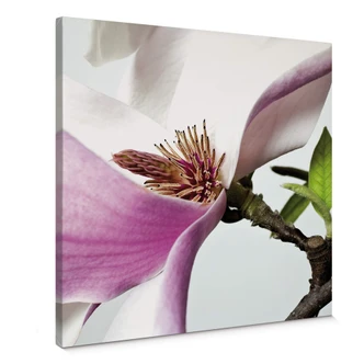 Magnolia Canvas print 