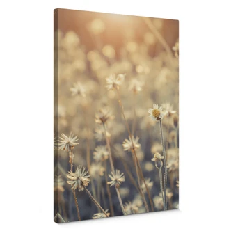 Canvas Mexican Daisy 