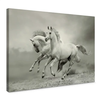 Canvas Paarden in Galop 