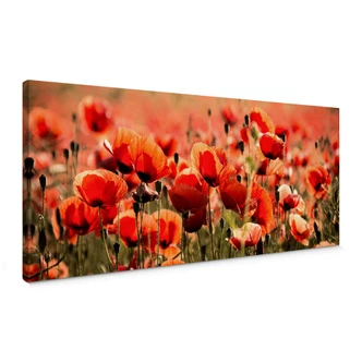 Leinwandbild Poppy Field - Panorama 