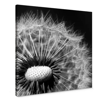 Leinwandbild Dandelion 