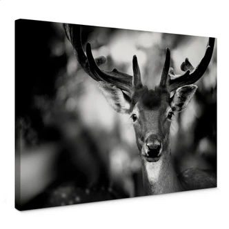 Sandra - Young Deer Canvas print 