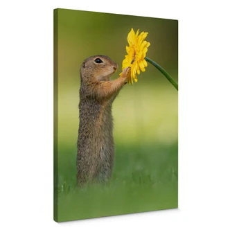 Leinwandbild van Duijn - Erdhörnchen hält Blume  