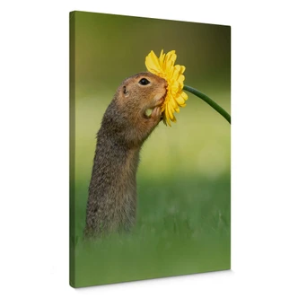 Canvastavla van Duijn - Ekorren sniffar på en blomma Canvastavla van Duijn - Ekorren sniffar på en blomma