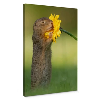 Leinwandbild van Duijn - Erdhörnchen riecht an Blume 