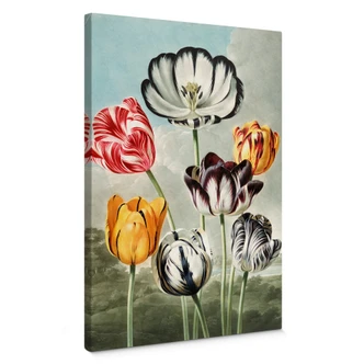 Lienzo Thornton - Tulipanes 