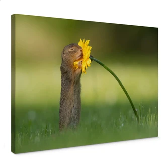 Canvasbillede - van Duijn - Egern dufter til blomst Canvasbillede - van Duijn - Egern dufter til blomst