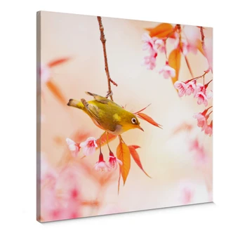 Leinwandbild Vogelgezwitscher in der Kirschblüte- quadratisch 