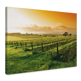 Wine in the Sunset Canvas print Wine in the Sunset Canvas print