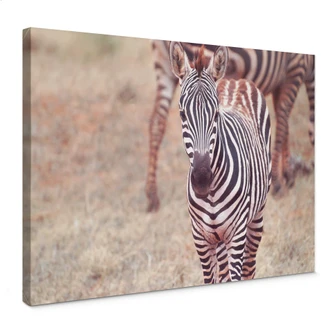 Leinwandbild Zebra Fohlen 
