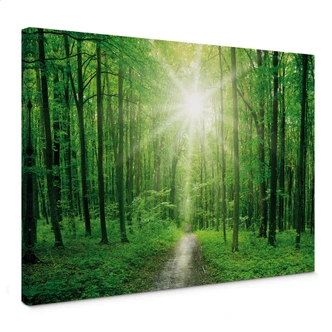 Canvas Sunny Forest 01 