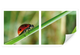 Wall print Ladybug Solo 