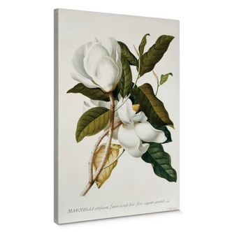 Leinwandbild Ehret - Magnolie 