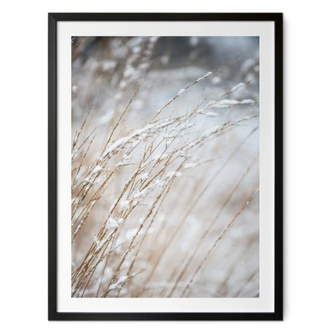 Póster Hierbas delicadas en la nieve - Böhmer 