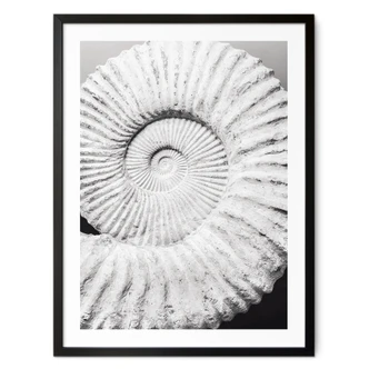 Poster Coquillage fossile - Shot-by-Clint 