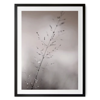 Poster avec motif de la nature - brin d'herbe avec gouttes de rosée - Sillen 