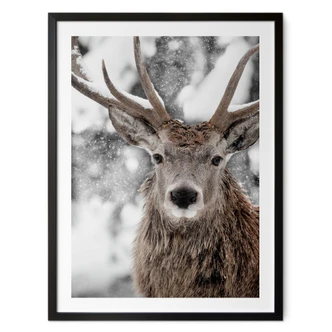 Poster Winter - Deer in snow flurries - Strigel 
