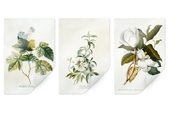 Poster Ehret - Set (3-teilig) 