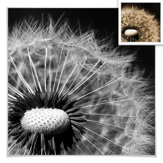 Poster Dandelion 