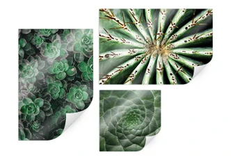 Poster succulent set (3 parts) 