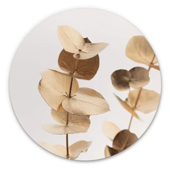Alu-Dibond 1X Studio - Goldener Eukalyptus - Rund 