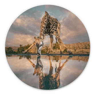 Wandschildering Spiegeling van een giraffe in het wild - Amtmann - Alu-Dibond Rond Wandschildering Spiegeling van een giraffe in het wild - Amtmann - Alu-Dibond Rond