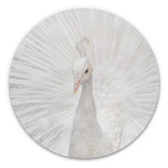 Wandcirkel Fegari - White Peacock 