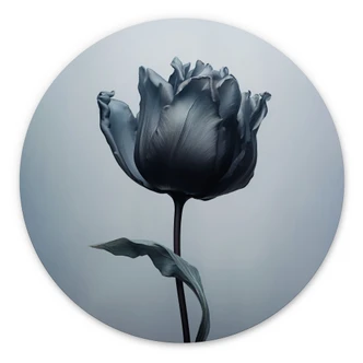 Wandbild Samtige Tulpe in Schwarz - Paksoylu - Alu-Dibond Rund 
