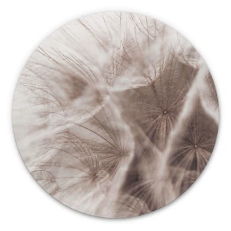 Alu-Dibond Wall Circle Dandelion Close Up 