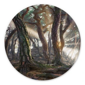 Wandbild Heiliger Kiefernwald - Ryu - Alu-Dibond - Rund 