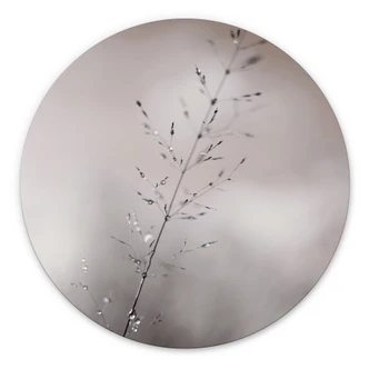 Wanddecoratie grasspriet met dauwdruppels - Sillen - Alu-Dibond Rond 