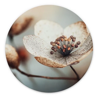 Wandbild Boho Trockenblume Makro - Treechild - Alu-Dibond Rund 