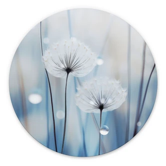 Wandbild Tauperlen auf Pusteblumen - Treechild - Alu-Dibond Rund 